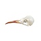 Schedel suikervogel
