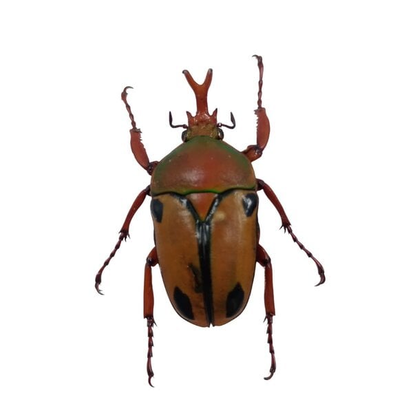 Eudicella trilineata
