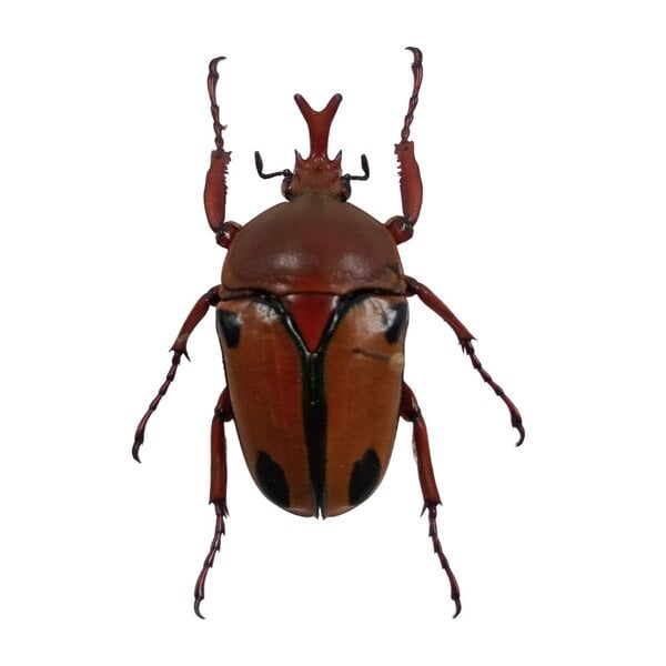 Eudicella trilineata