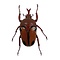 Eudicella trilineata