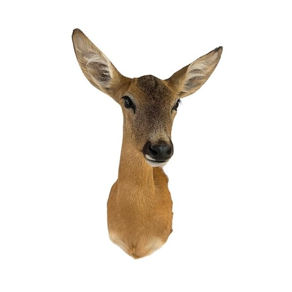 Präparierte Rehe-Trophäe (Weibchen)