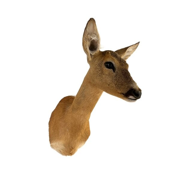 Mounted deer trophy (female)