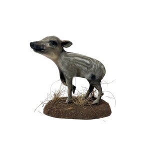 Mounted wild boar piglet (A)