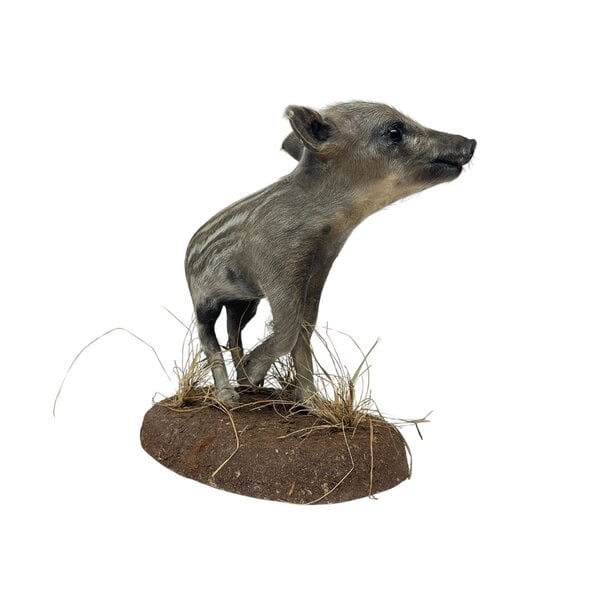 Wildschwein ferkel (A)