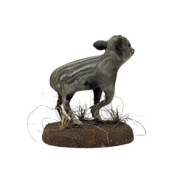Mounted wild boar piglet (A)