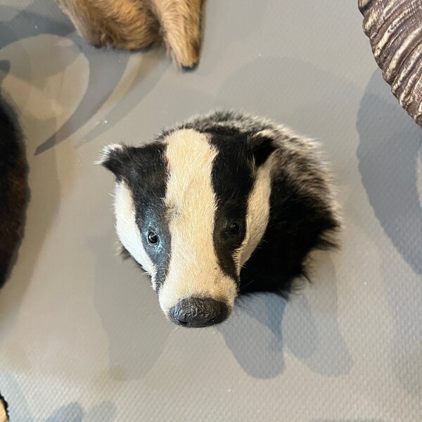Mounted european badger trophy (mouth closed)
