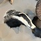 Mounted european badger trophy (mouth closed)