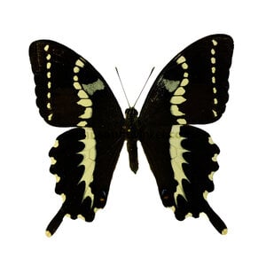 Papilio delalandei ongeprepareerd
