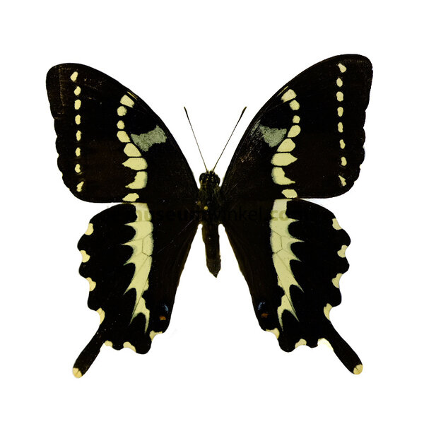 Papilio delalandei unpräpariert