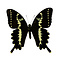 Papilio delalandei unpräpariert
