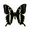 Papilio delalandei dried/papered