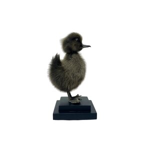 Mounted dark duckling on pedestal