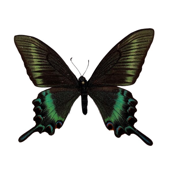 Papilio maackii (Federform) unpräpariert