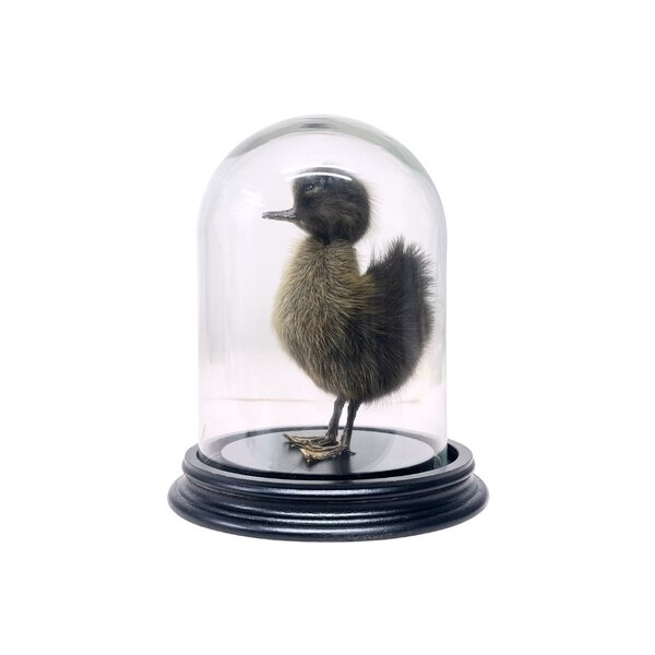 Mounted dark duck in glass dome