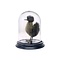 Mounted dark duck in glass dome