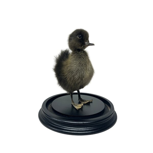 Mounted dark duck in glass dome