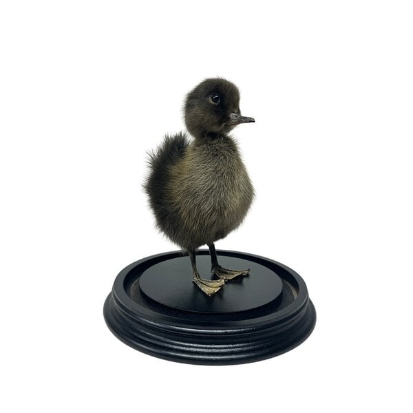 Präpariertes Enten Küken im Glasglocke (Duncker)