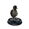 Mounted dark duck in glass dome
