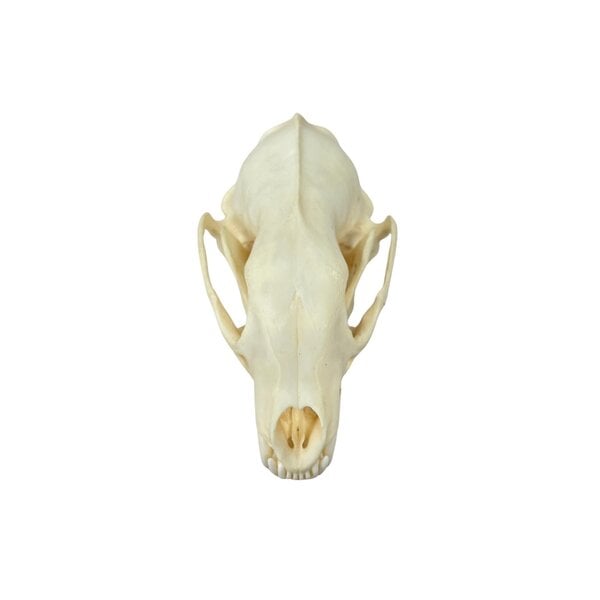Compleet skelet - Vismarter
