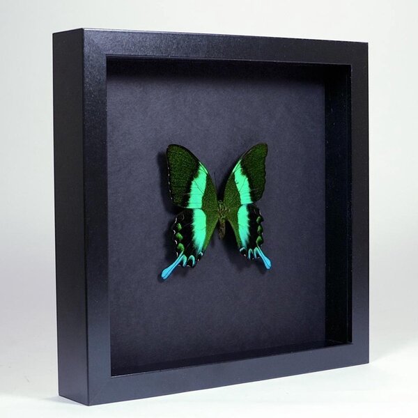 Papilio blumei in elegant black frame 25 x 25 cm