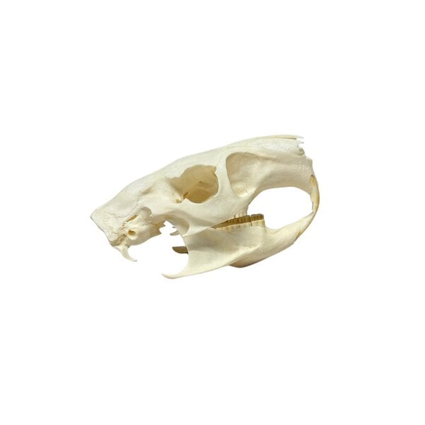 Complete skeleton - Desmarest's hutia