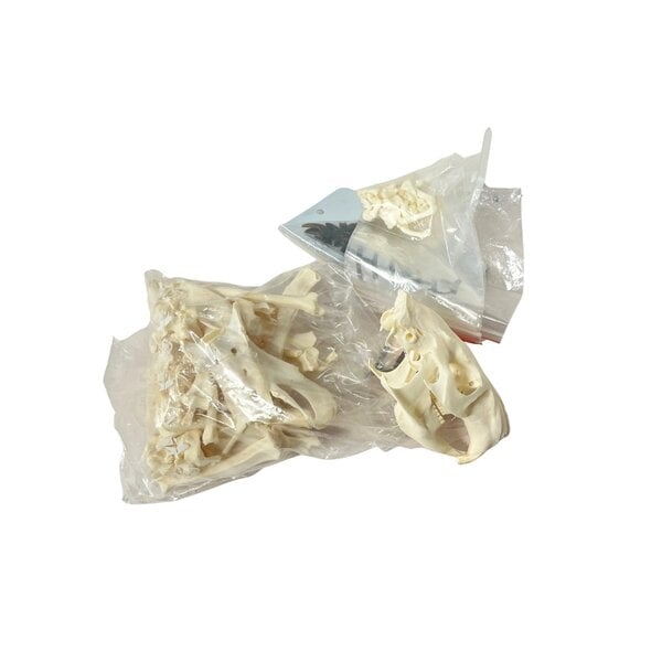 Komplettes Skelett - Hutiaconga