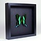 Papilio blumei in elegant black frame 25 x 25 cm