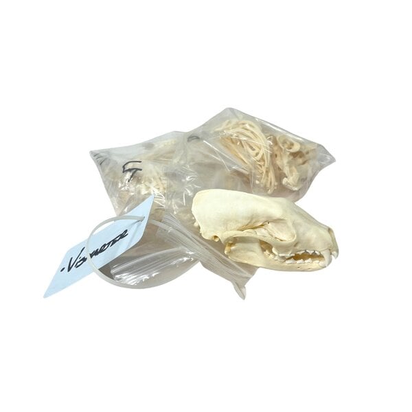 Komplettes Skelett - Fischermarder