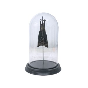 Glass dome with mounted fruit bat large