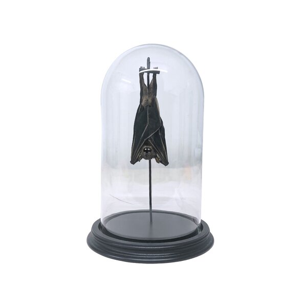 Glass dome with mounted fruit bat large