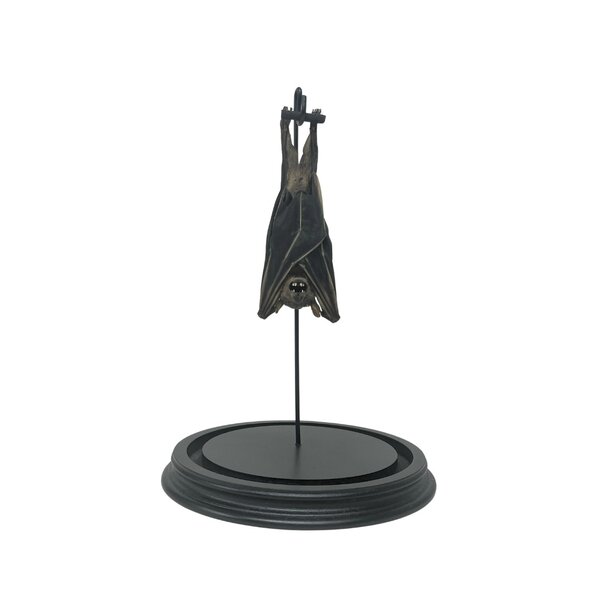 Glass dome with mounted fruit bat large