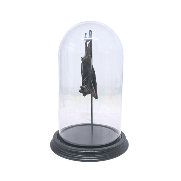 Glass dome with mounted fruit bat large