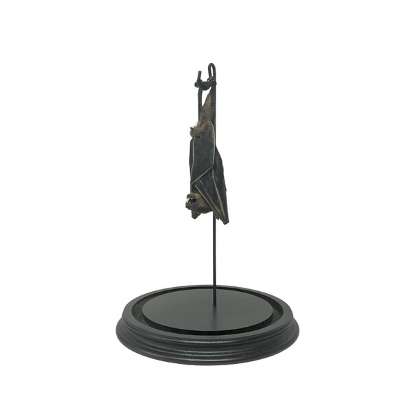 Glass dome with mounted fruit bat large