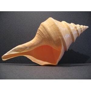 Syrinx aruanus