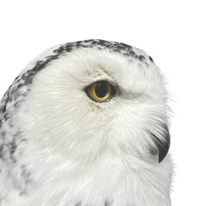 Mounted Snowy Owl