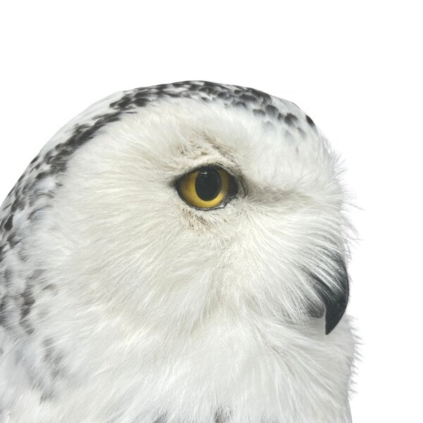 Mounted Snowy Owl