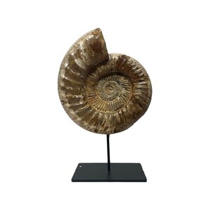 Ammonite on pedestal
