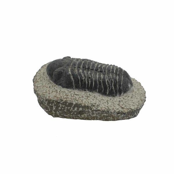 Trilobiet XL auf Sockle