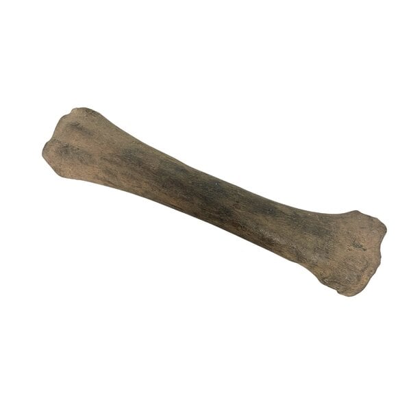 Fossiler Eiszeit