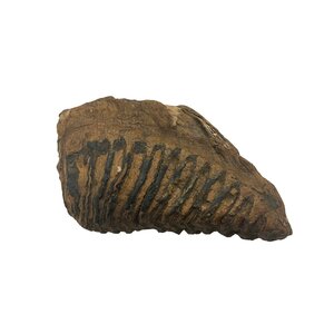 Fossil mammoth molar
