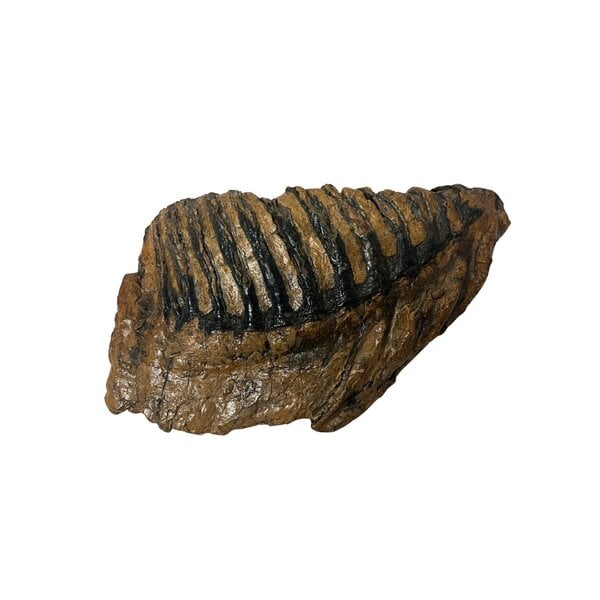 Fossil mammoth molar