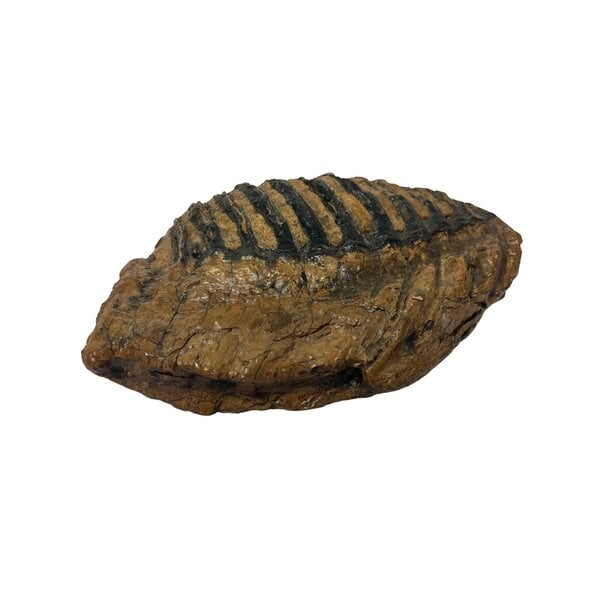 Fossiler Mammutzahn