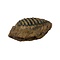 Fossil mammoth molar