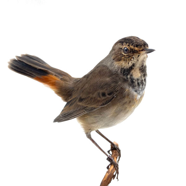 Mounted bluethroat