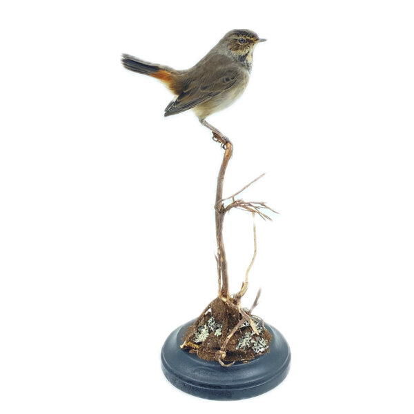 Mounted bluethroat