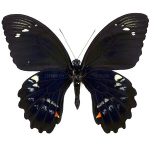 Papilio gambrisius - unterseite