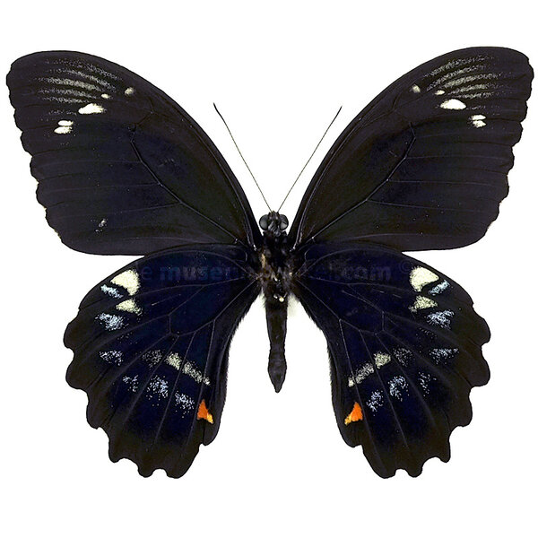 Papilio gambrisius - onderkant