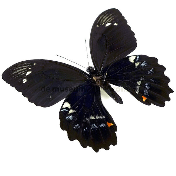 Papilio gambrisius - onderkant