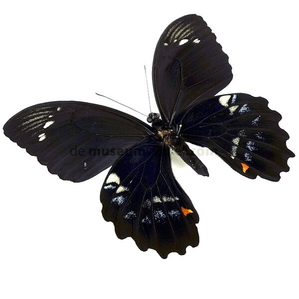 Papilio gambrisius - unterseite