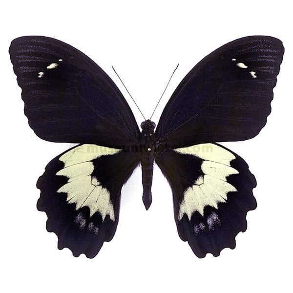 Papilio gambrisius - kopfseite
